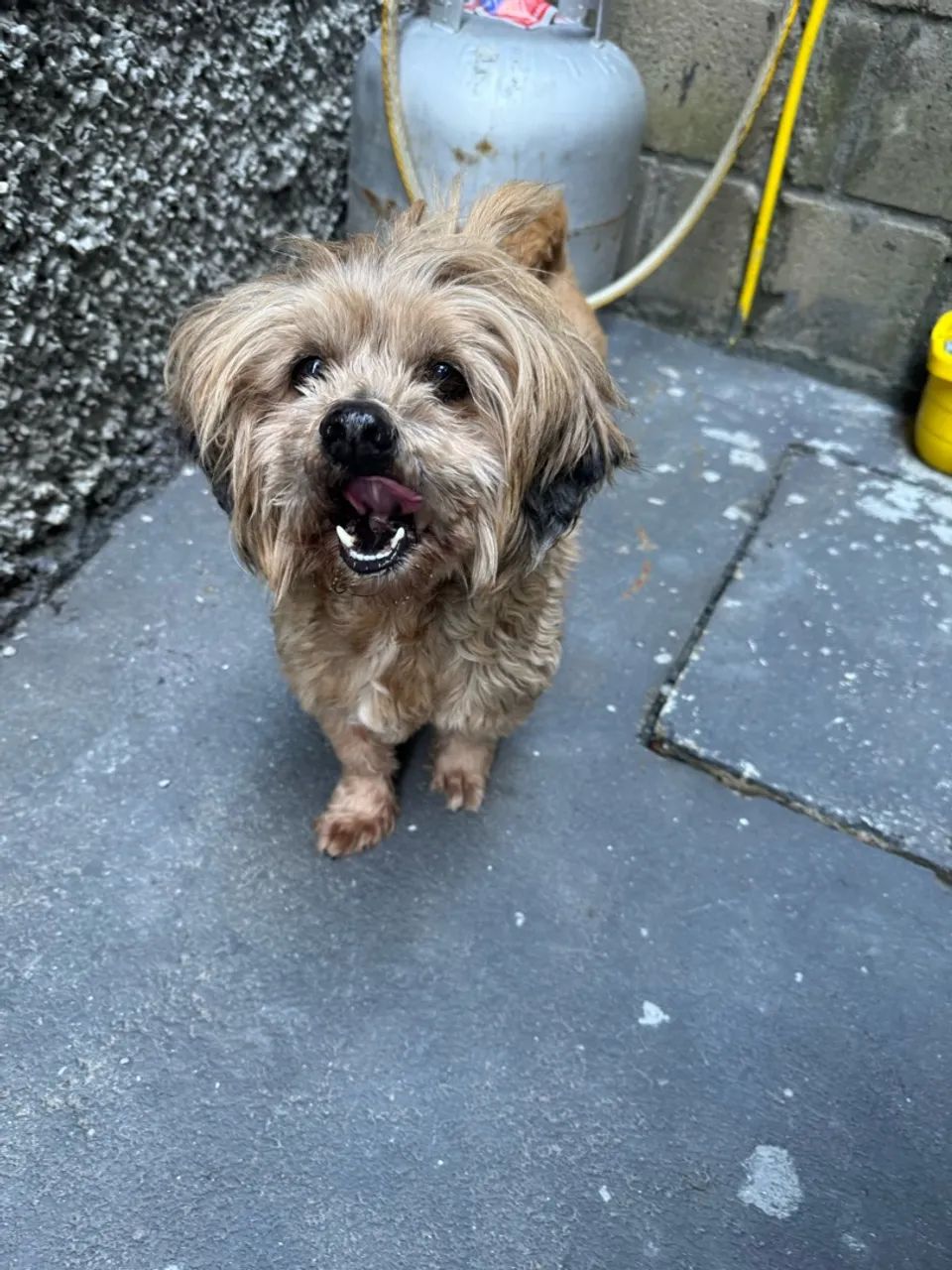 DOAÇÃO LHASA APSO MACHO  - Foto 3