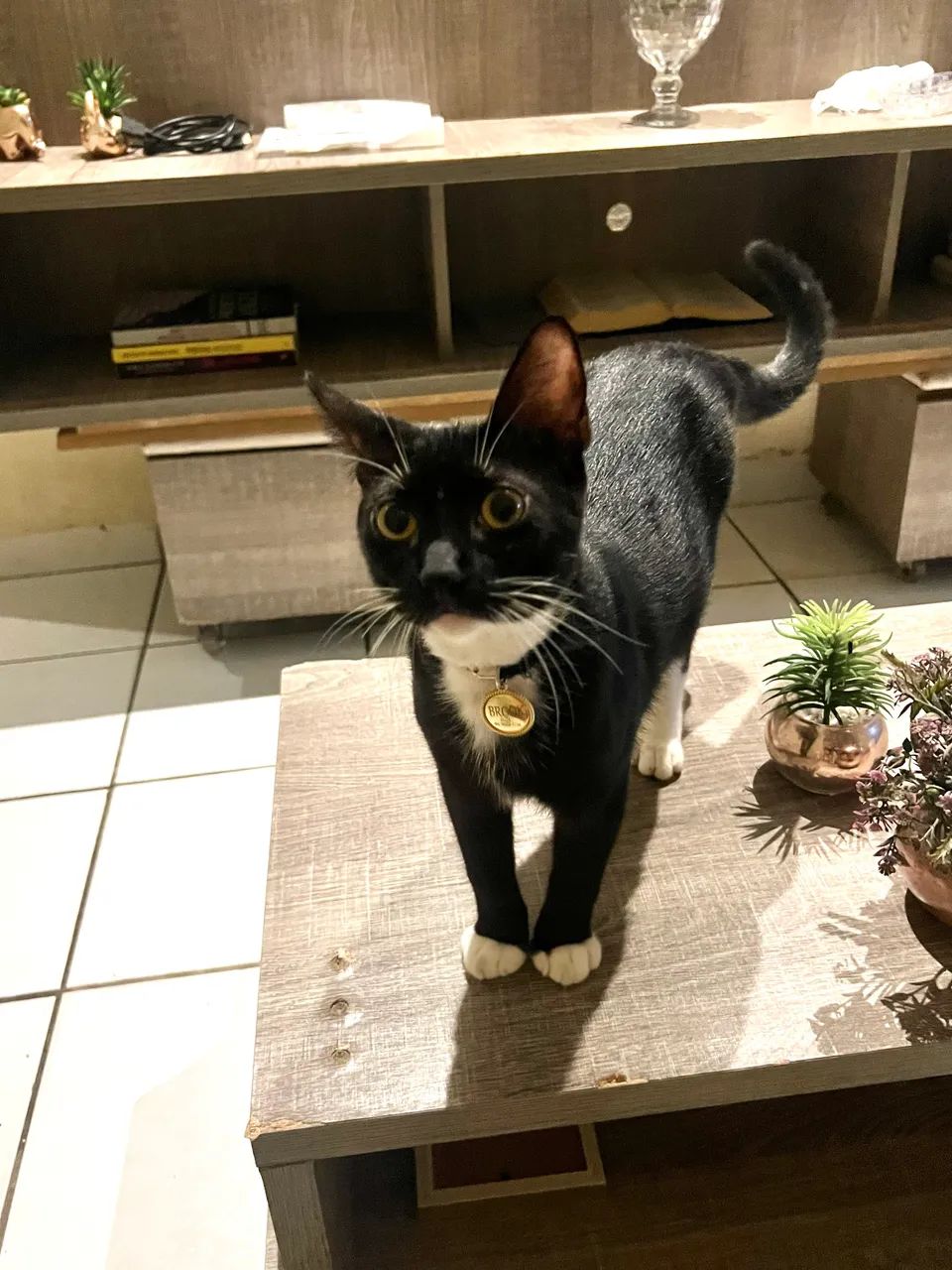 Gatinhos pra adoção responsável  - Foto 4