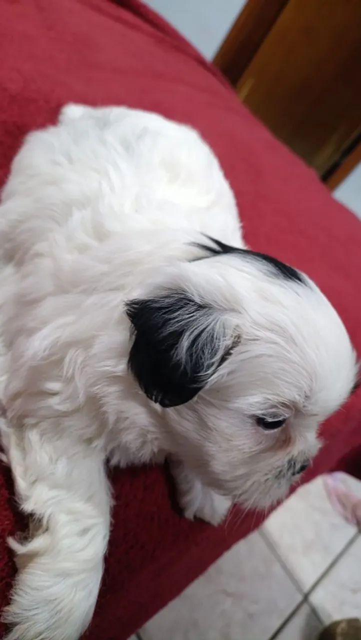 Shih tzu - Foto 3