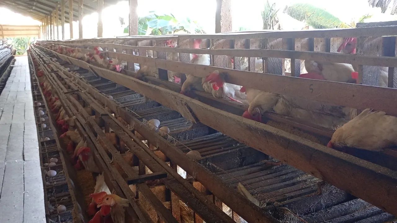 Granja completa - Foto 2