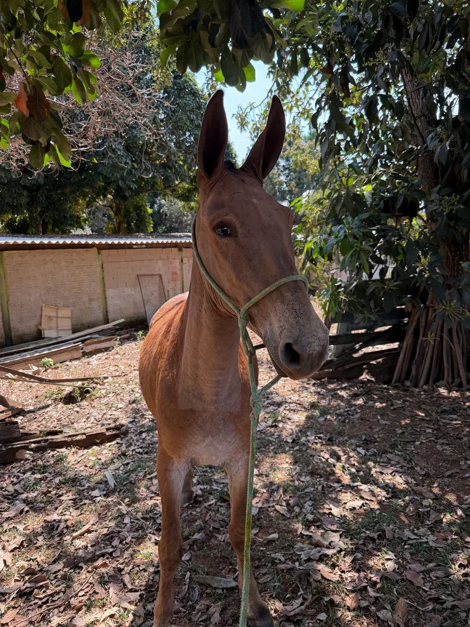 Burro  - Foto 3
