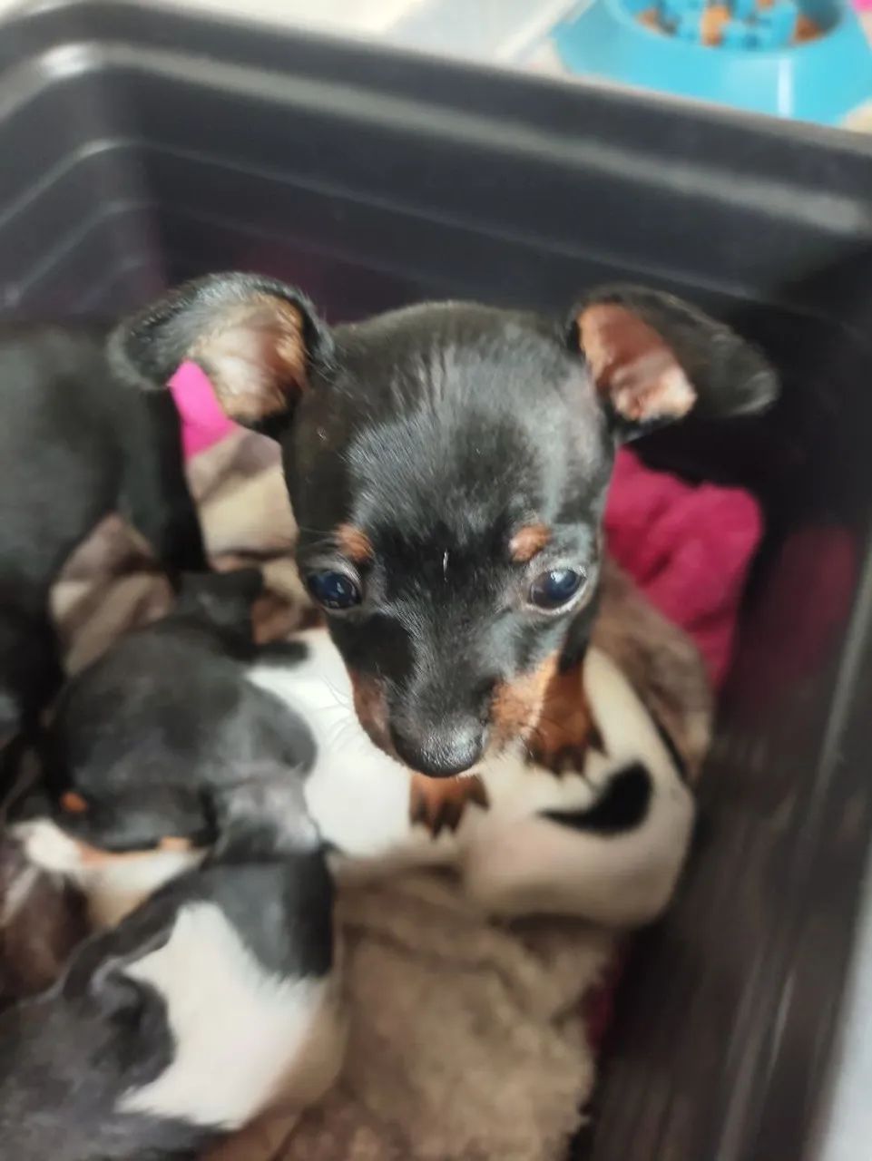 Cachorro pinscher  - Foto 3