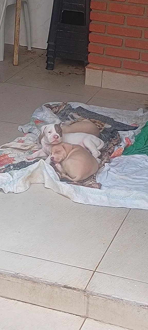 Pitbull Monster Classic  - Foto 5