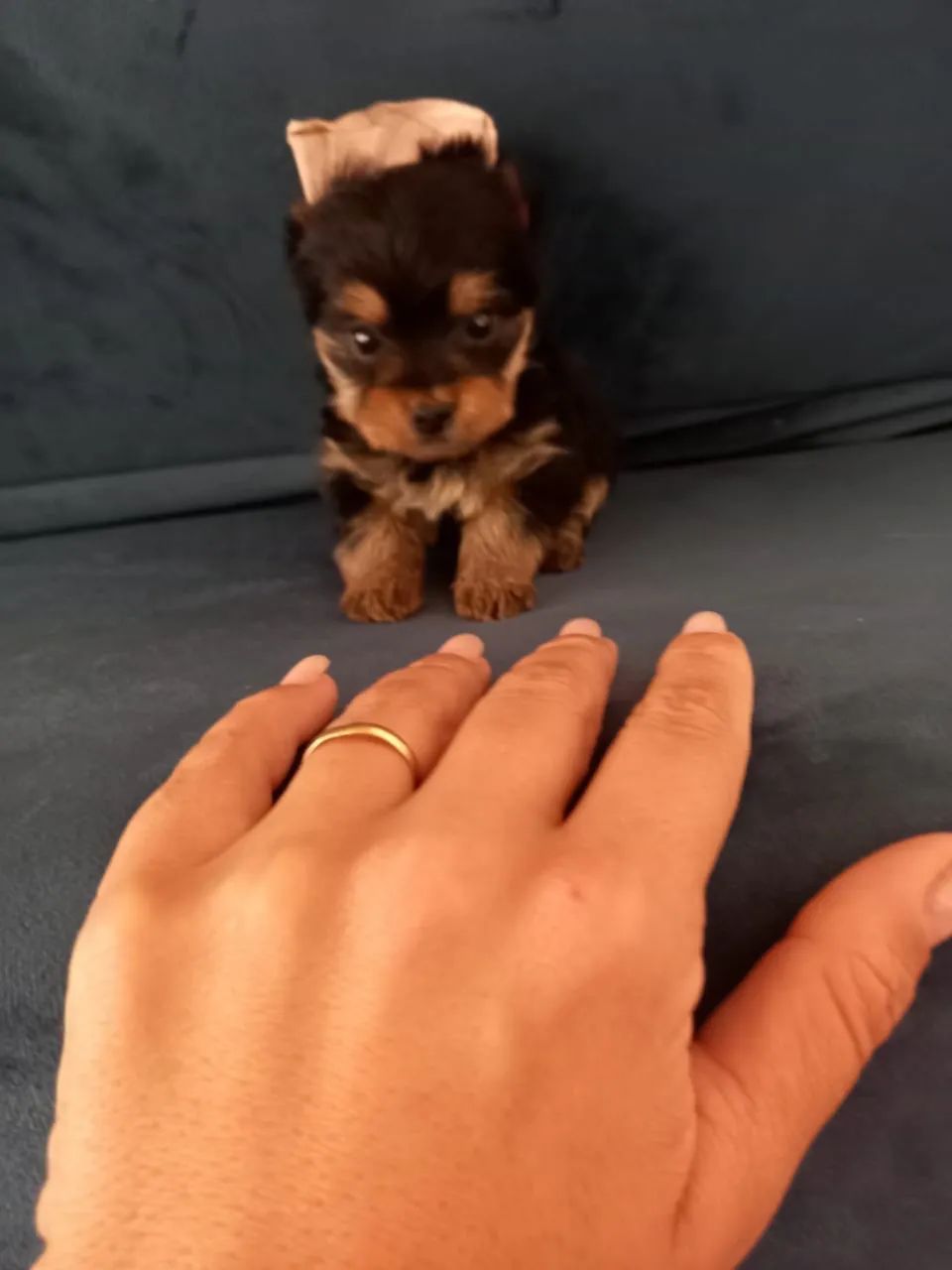 Yorkshire miniatura  Macho 