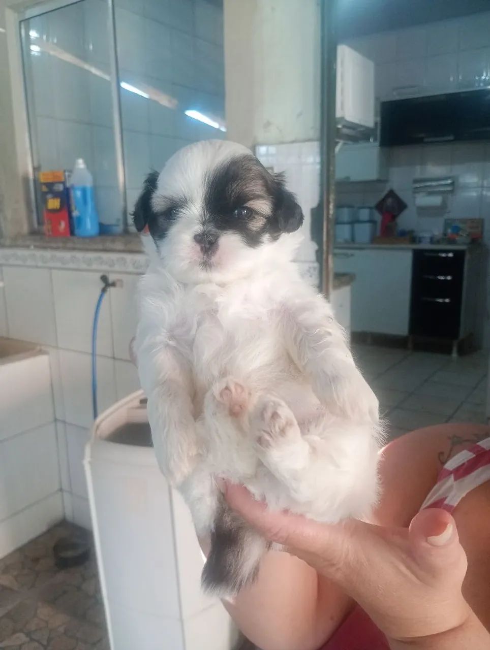Animais  - Foto 4
