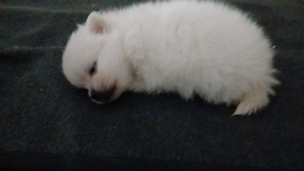 Cachorro spitz Alemão macho  - Foto 3