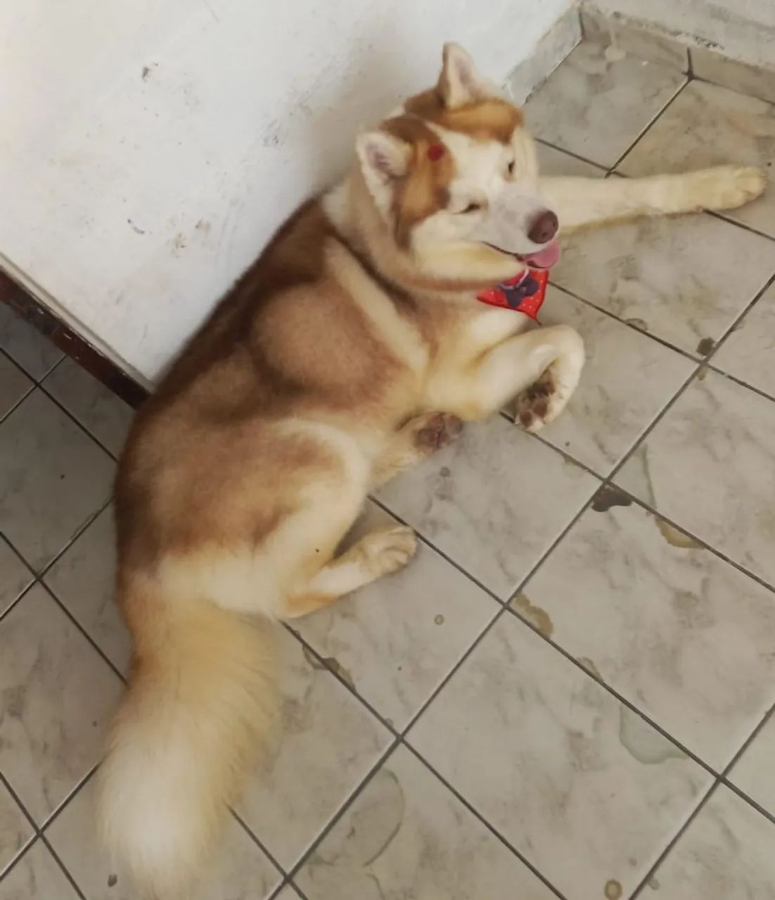 Procuro namorada pra um Husk - Foto 2