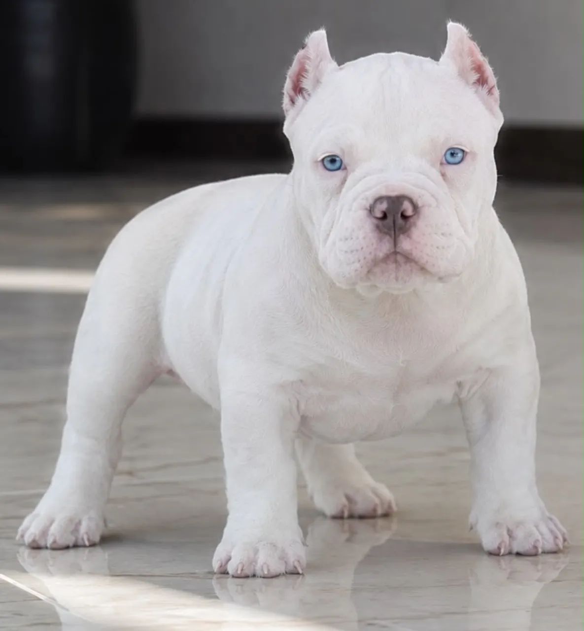 American bully