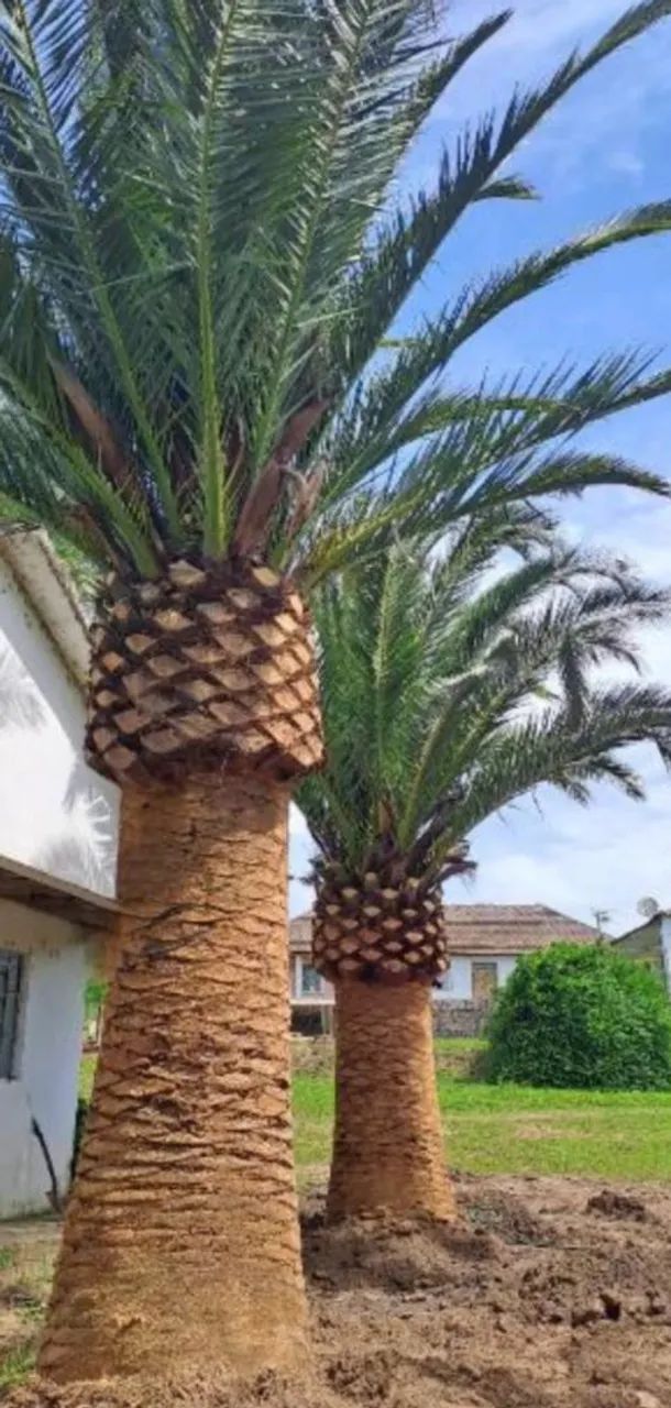 4 Mudas de Palmeira das Canarias  - Foto 3