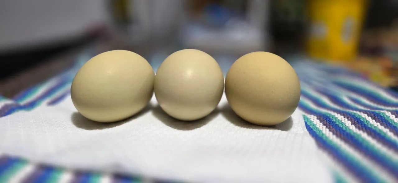 Galos da genetica de ovos verdes. - Foto 2
