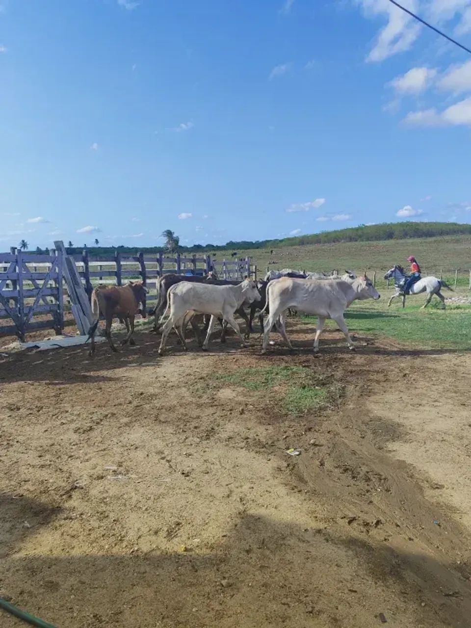 Excelente granja com 17 hectares em Monte Alegre - Foto 4
