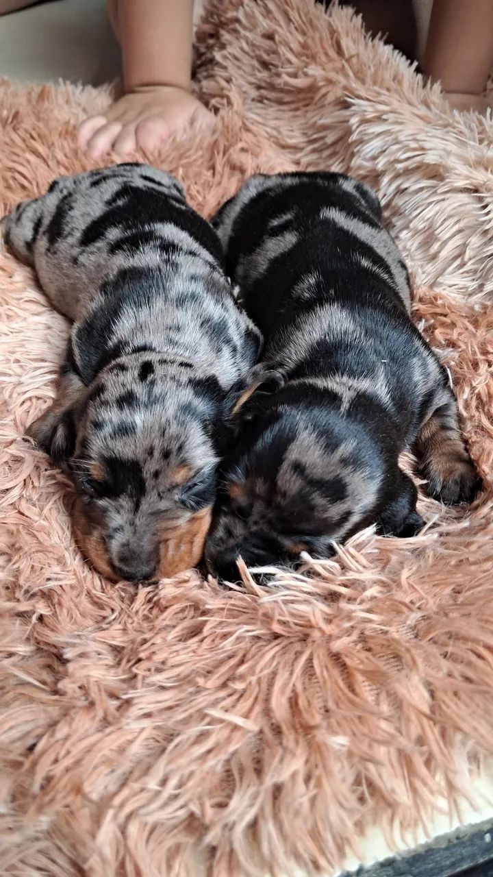 DASCHUND SALSICHA MACHO E FÊMEA ALERQUIM 