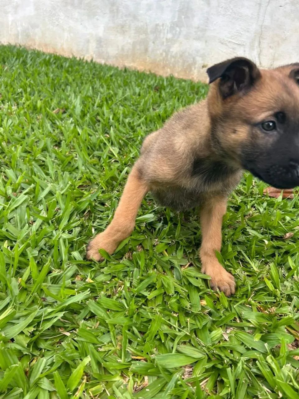 Filhotes de Pastor Belga Malinois  - Foto 3