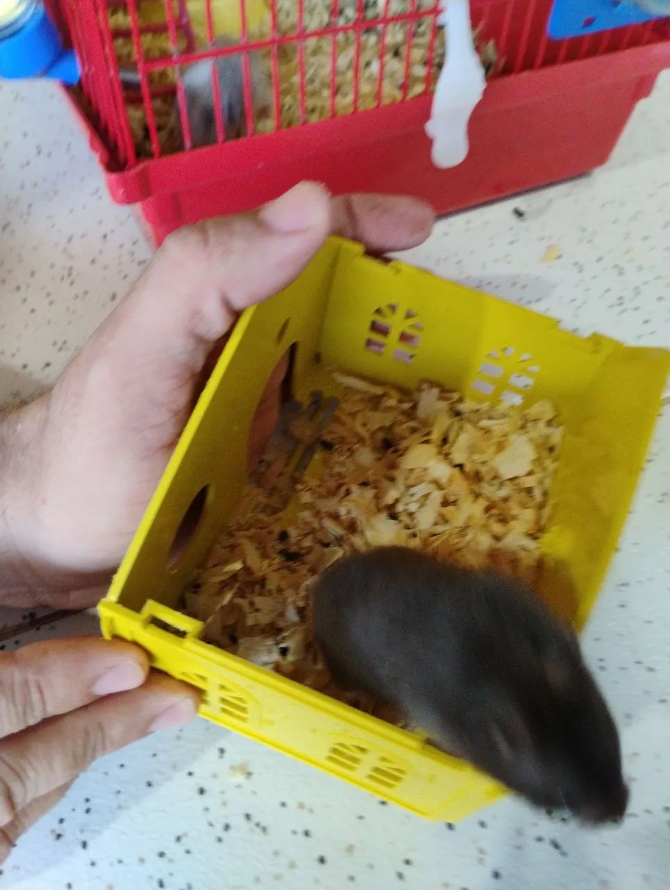 Hamster-sírio  - Foto 4