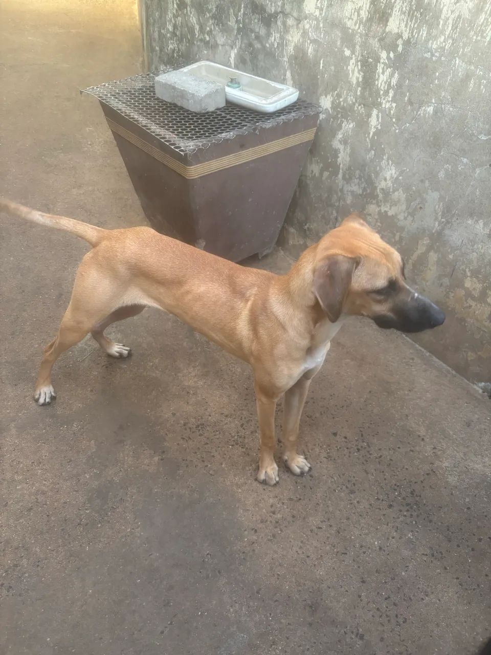 Cachorrinha para adoção  - Foto 2