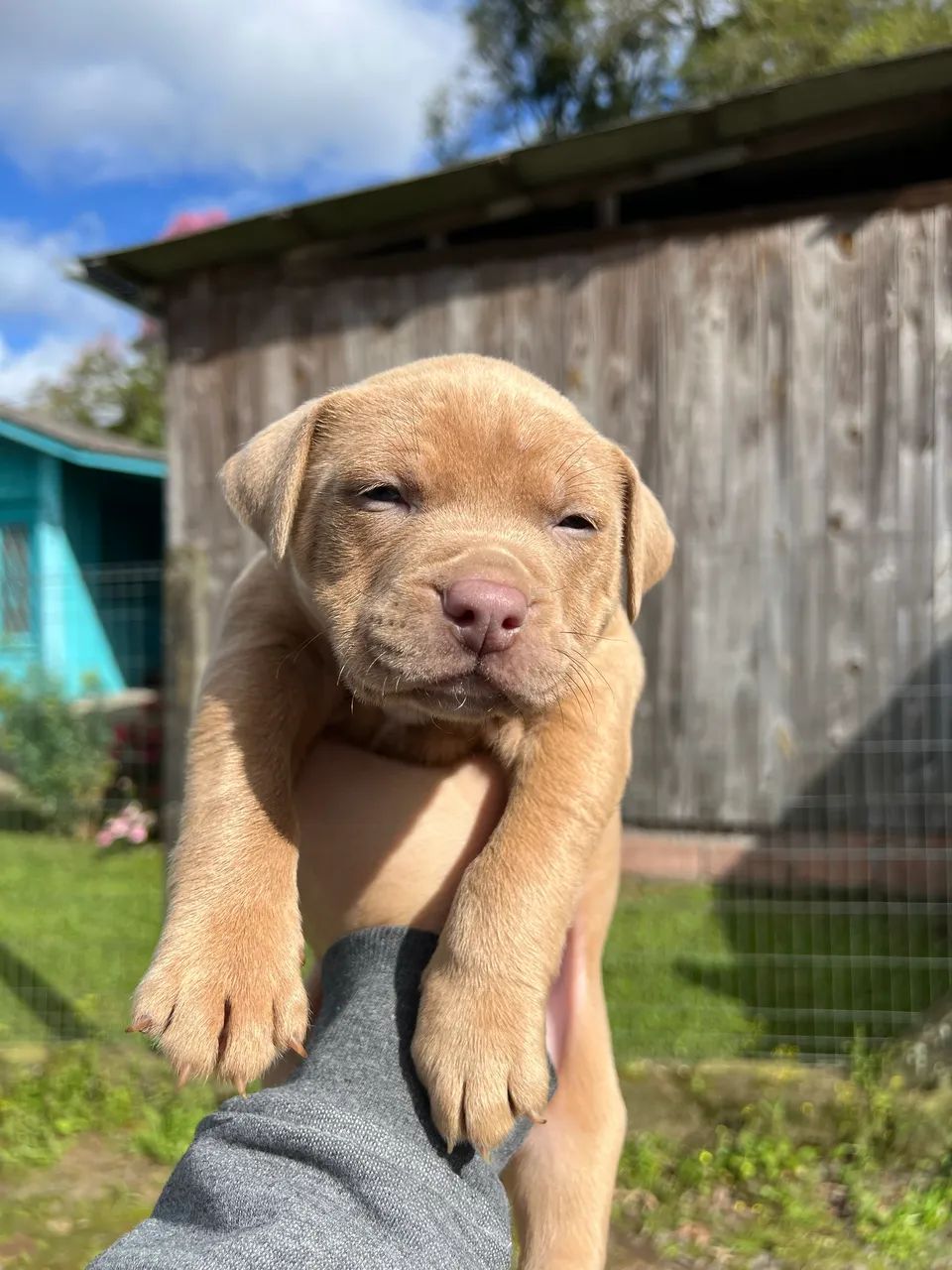Filhotes pitbull  - Foto 4