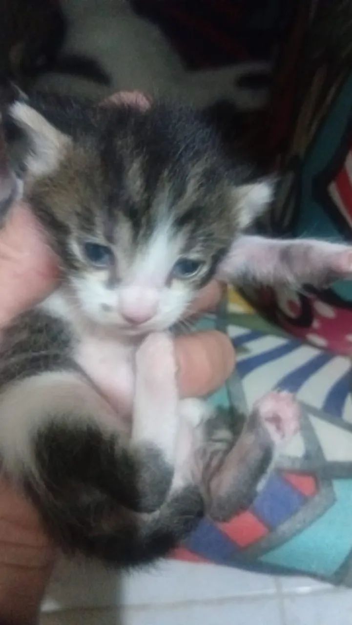 Gatinhos fofos para doação  - Foto 2