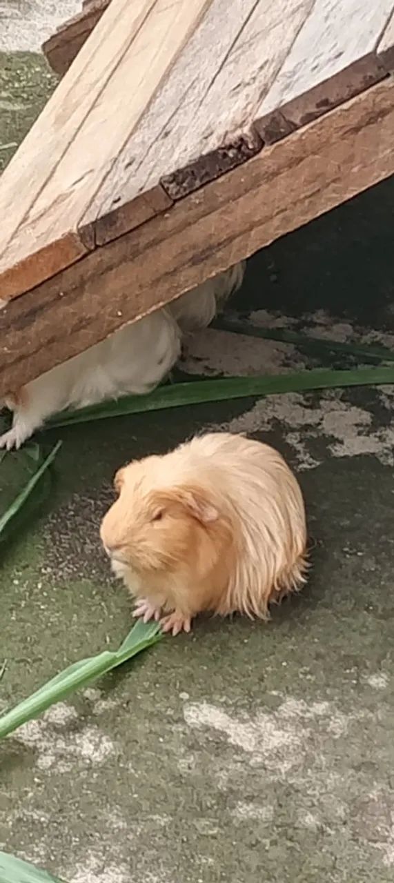 Porquinho da índia  - Foto 3