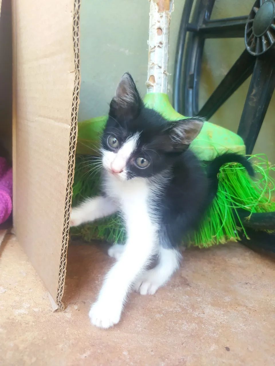 Doação de gatinhos  - Foto 4