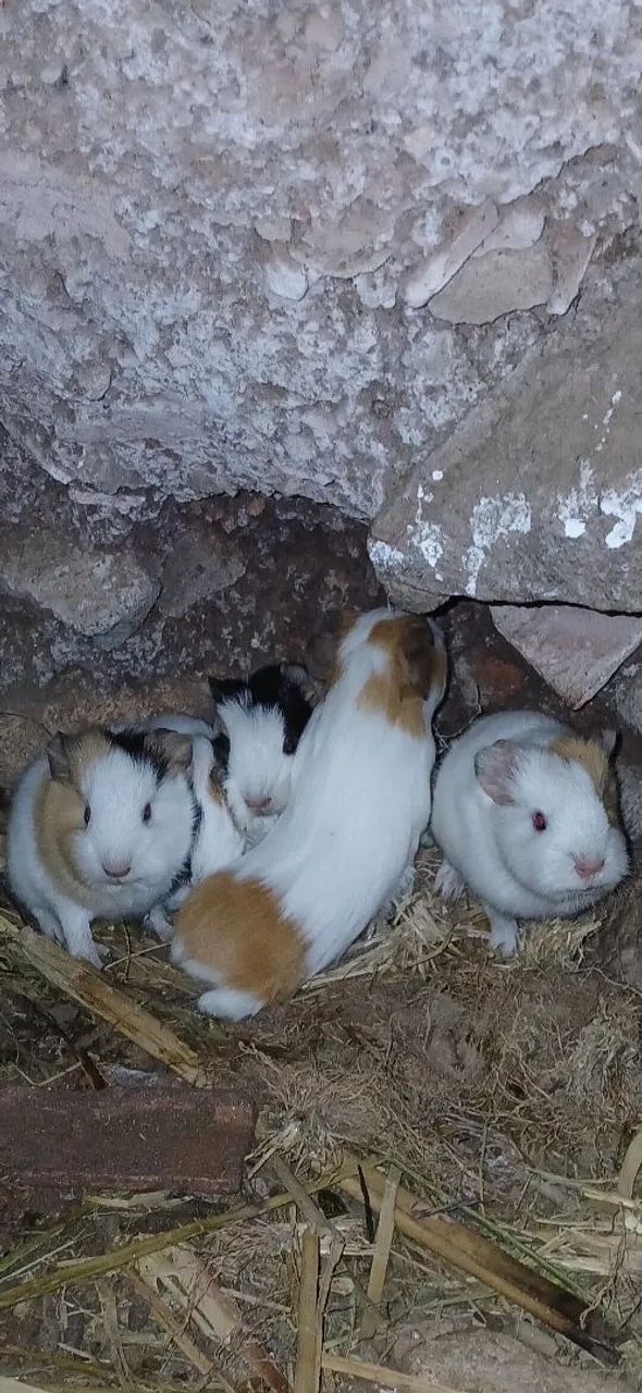 Coelhos e porquinhos  da india - Foto 2