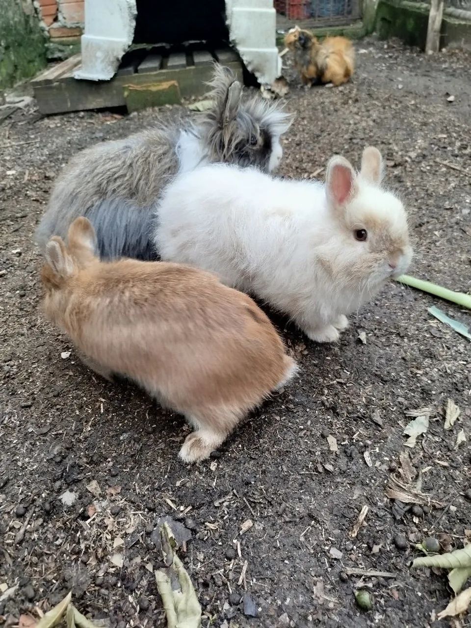 Coelho netherland - Foto 2