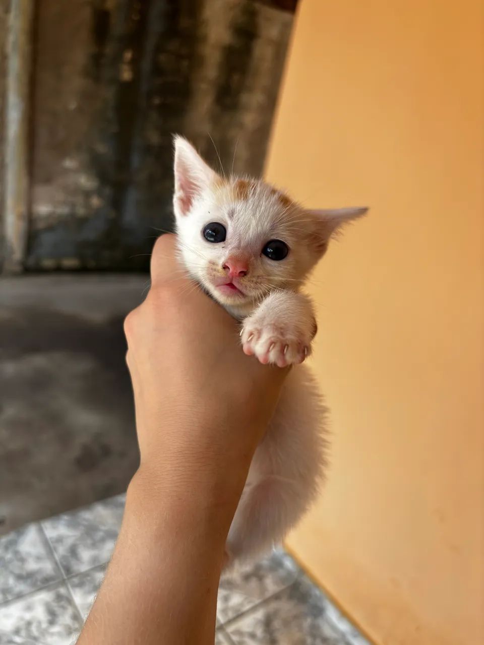 Doação de gatinhos - Foto 2
