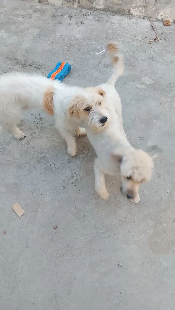 Cães de raça pastor catalão 