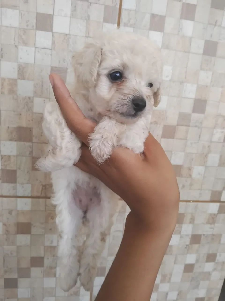 Cachorra Poodle 