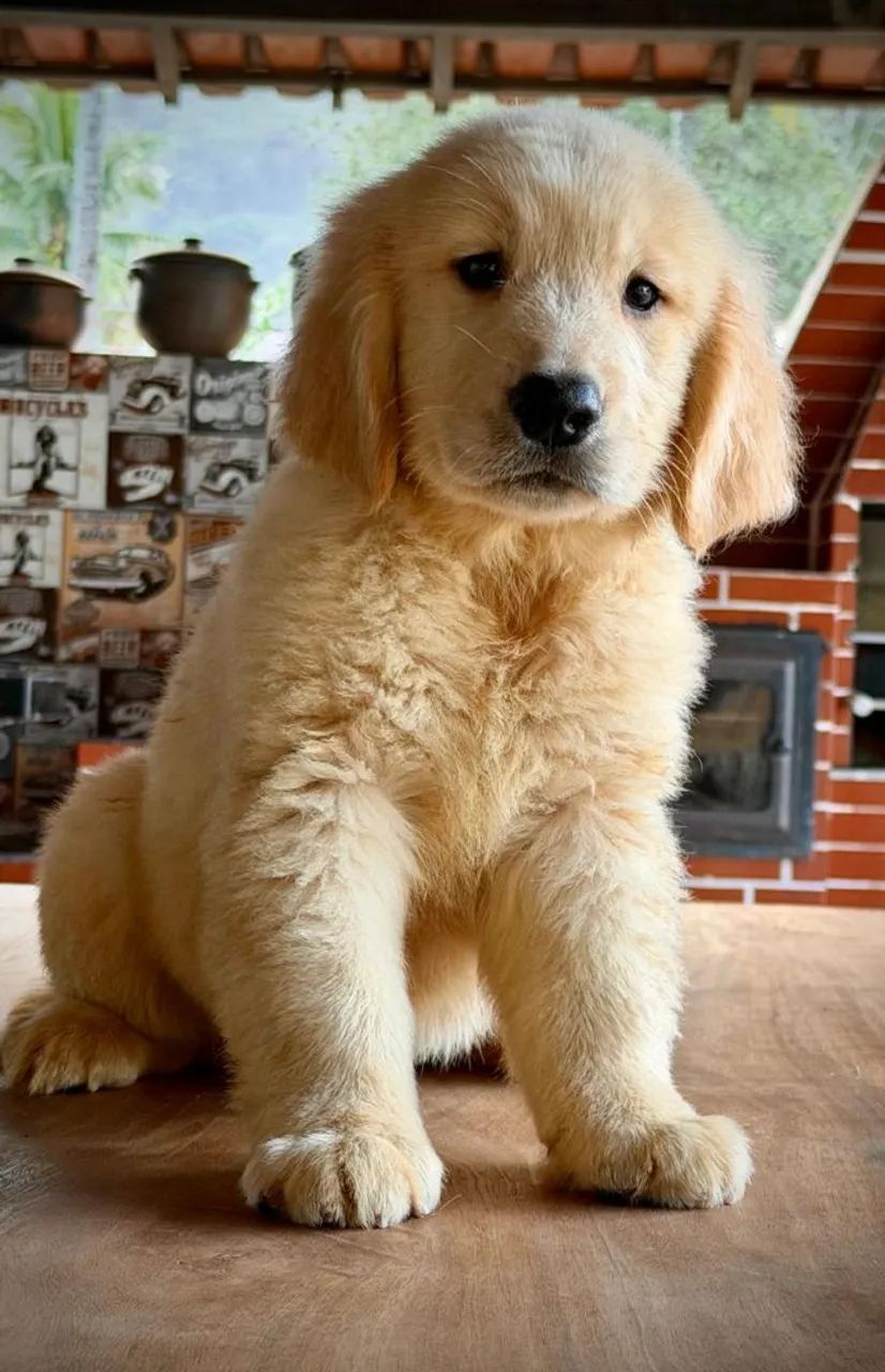 Golden de luz - Foto 2