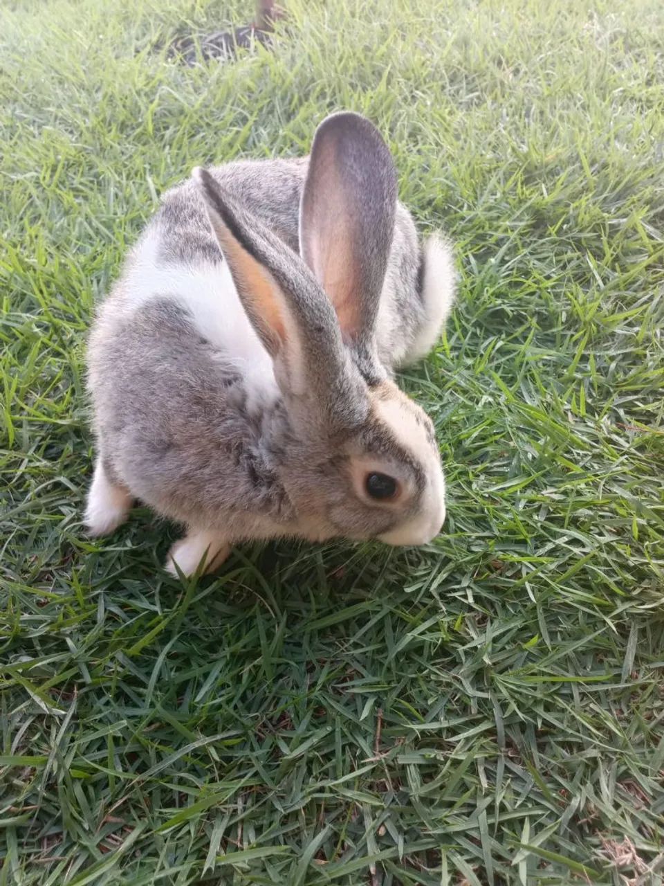 Coelho  - Foto 2
