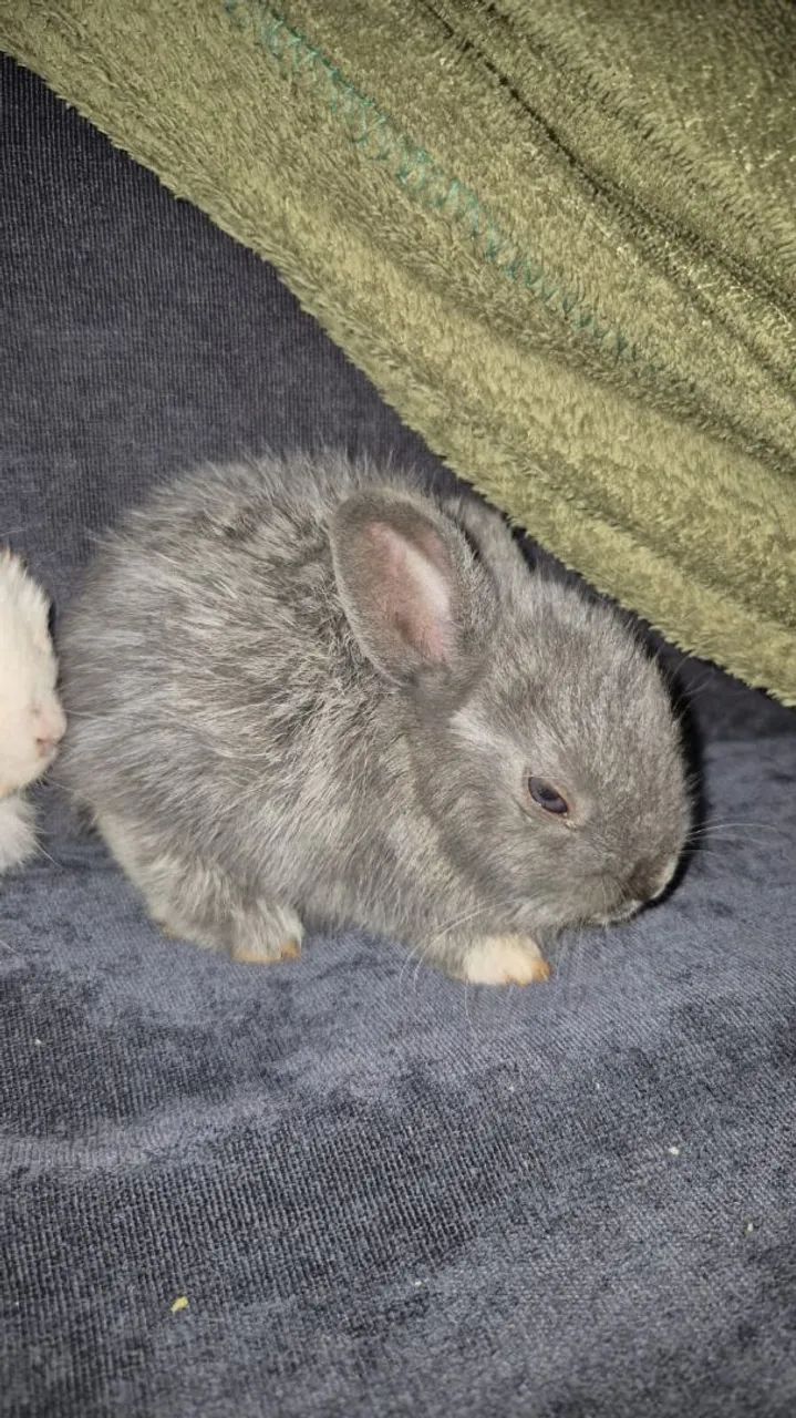 5 BEBES LINDOS - Foto 4