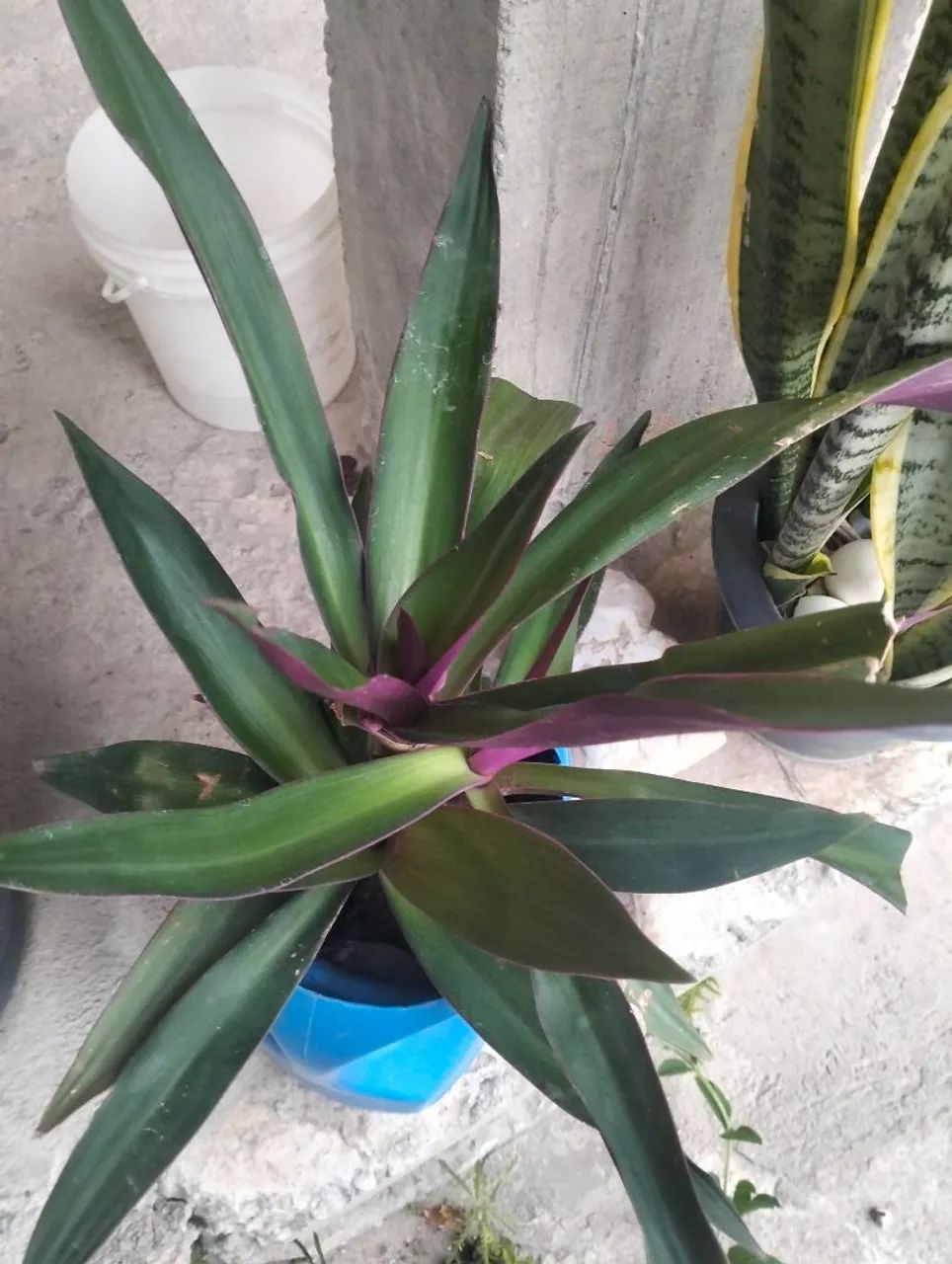 Vendo plantas de sombra - Foto 5