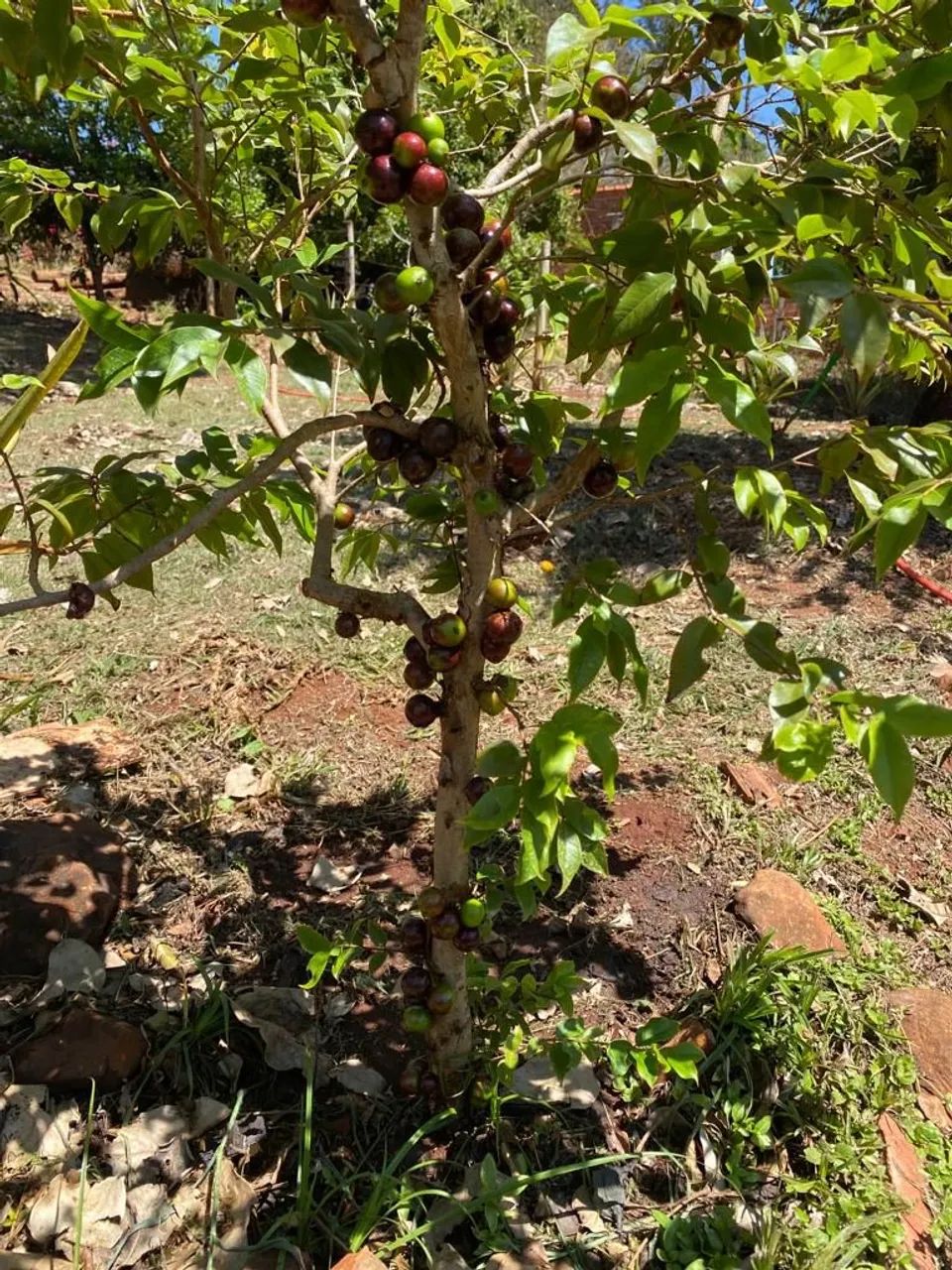 Rancho em Ibitinga  - Foto 2