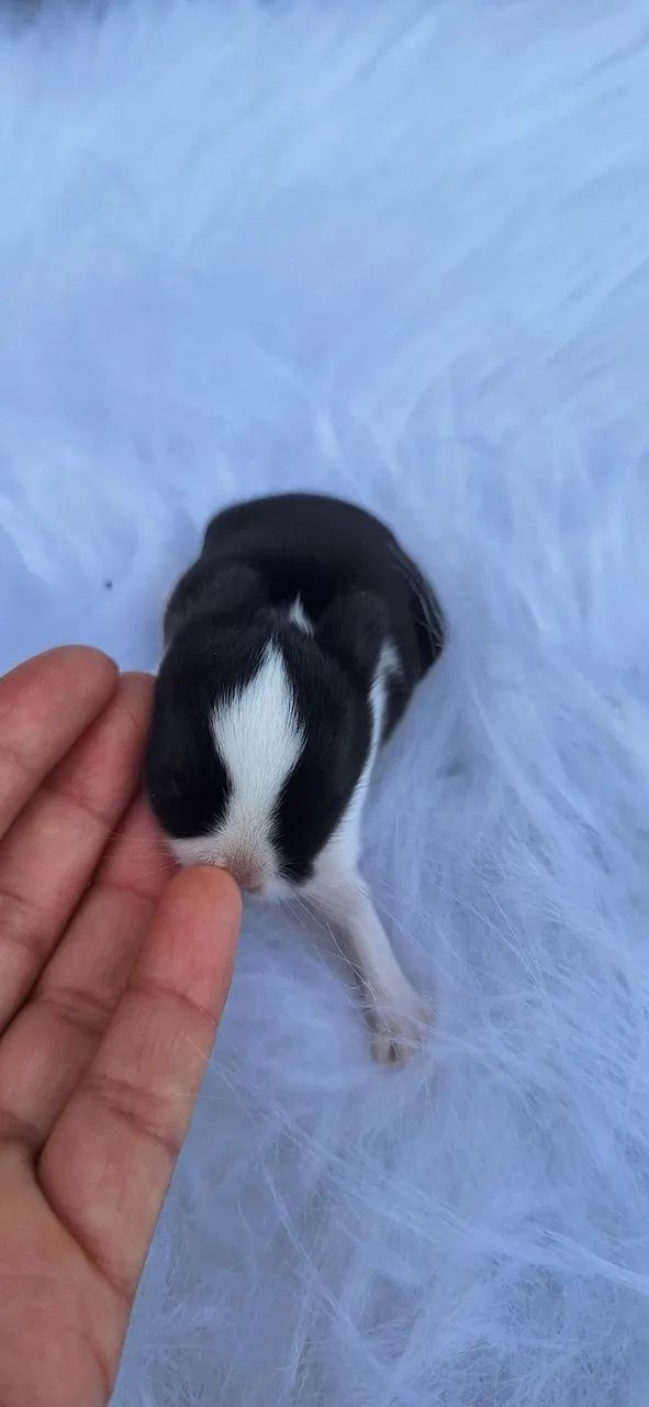 Mini rabbit Netherland Dwarf65171893374466125