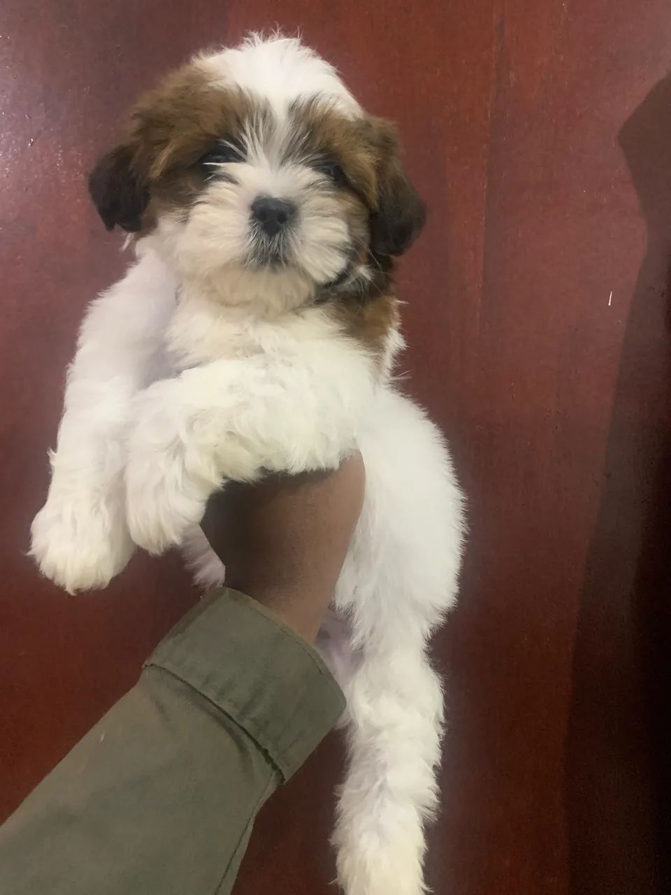 Filhotes Machos de Shih Tzu - Foto 5