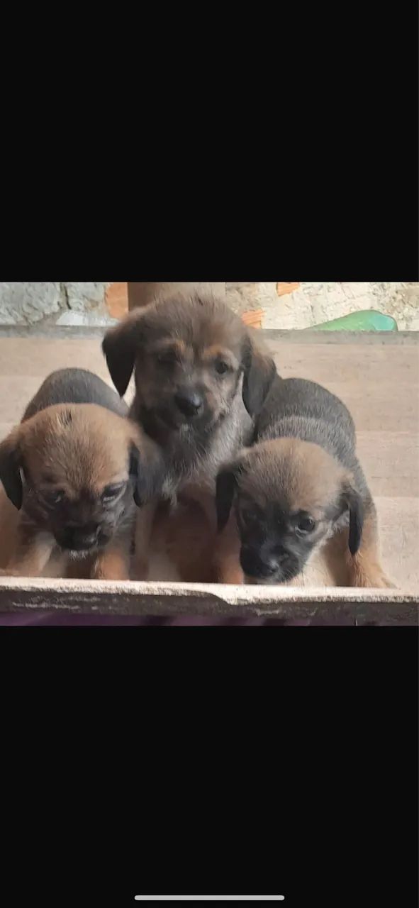 Cachorrinhos o pai é shitszu 