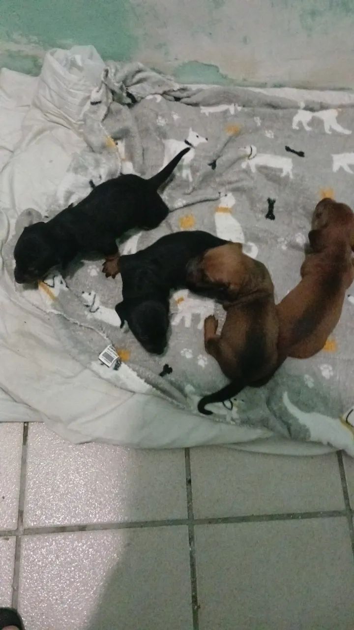 Dachshund  - Foto 3
