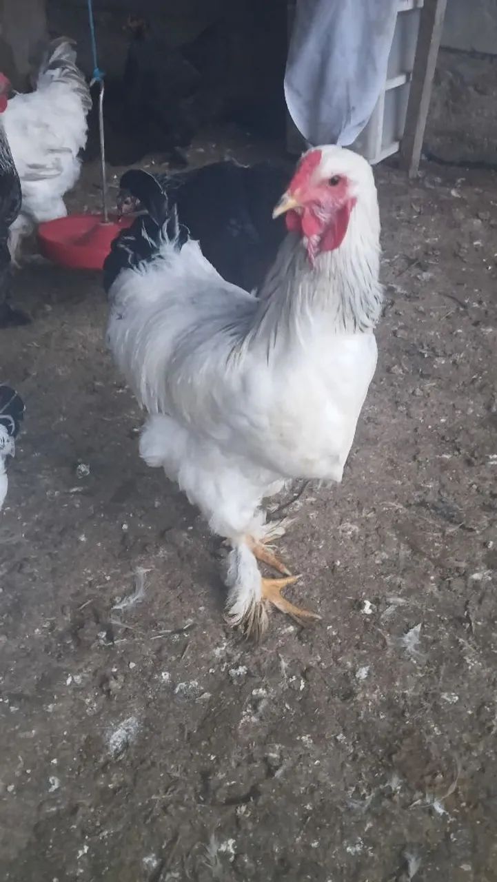 Galo  - Foto 2