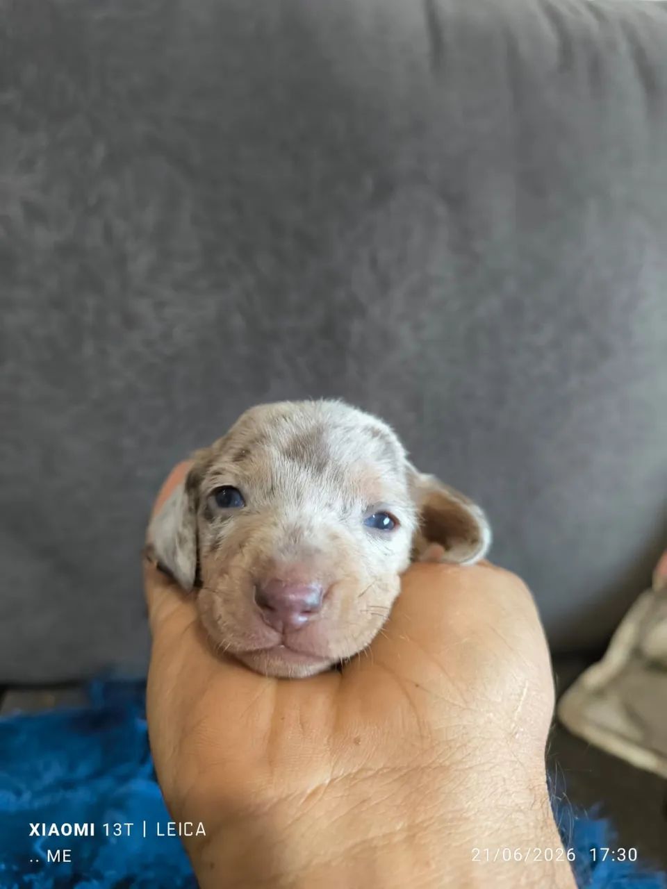 Dachshund machos 