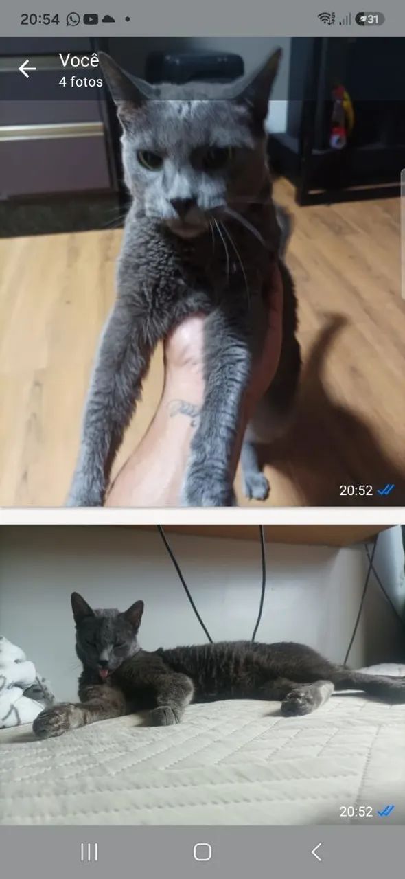 Doação responsável Gato Batmam  - Foto 3
