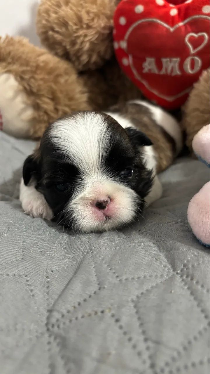 Shihtzu fêmea  - Foto 2