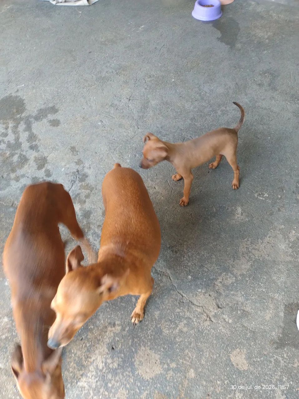 Cachorro 