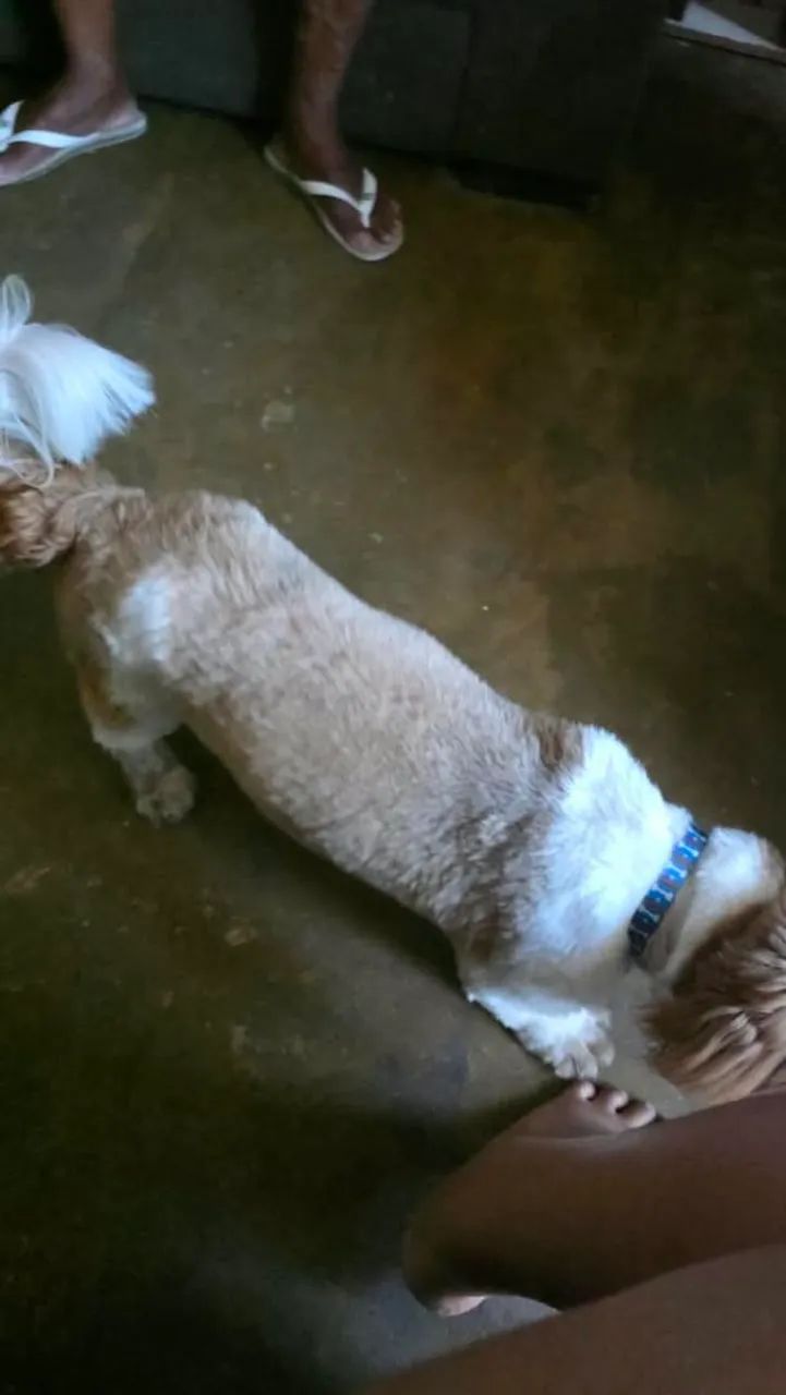 Vende 