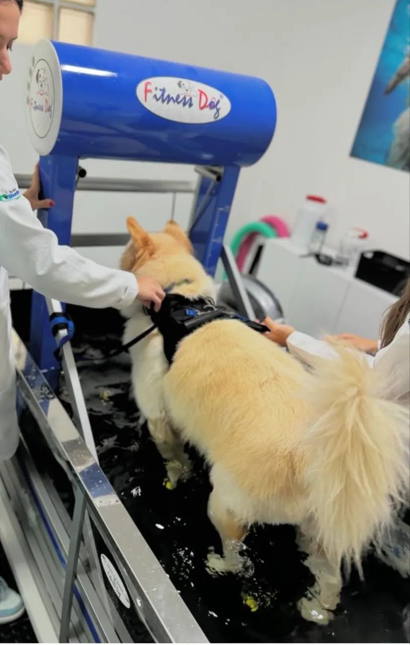 Hidroesteira Veterinária  - Foto 2