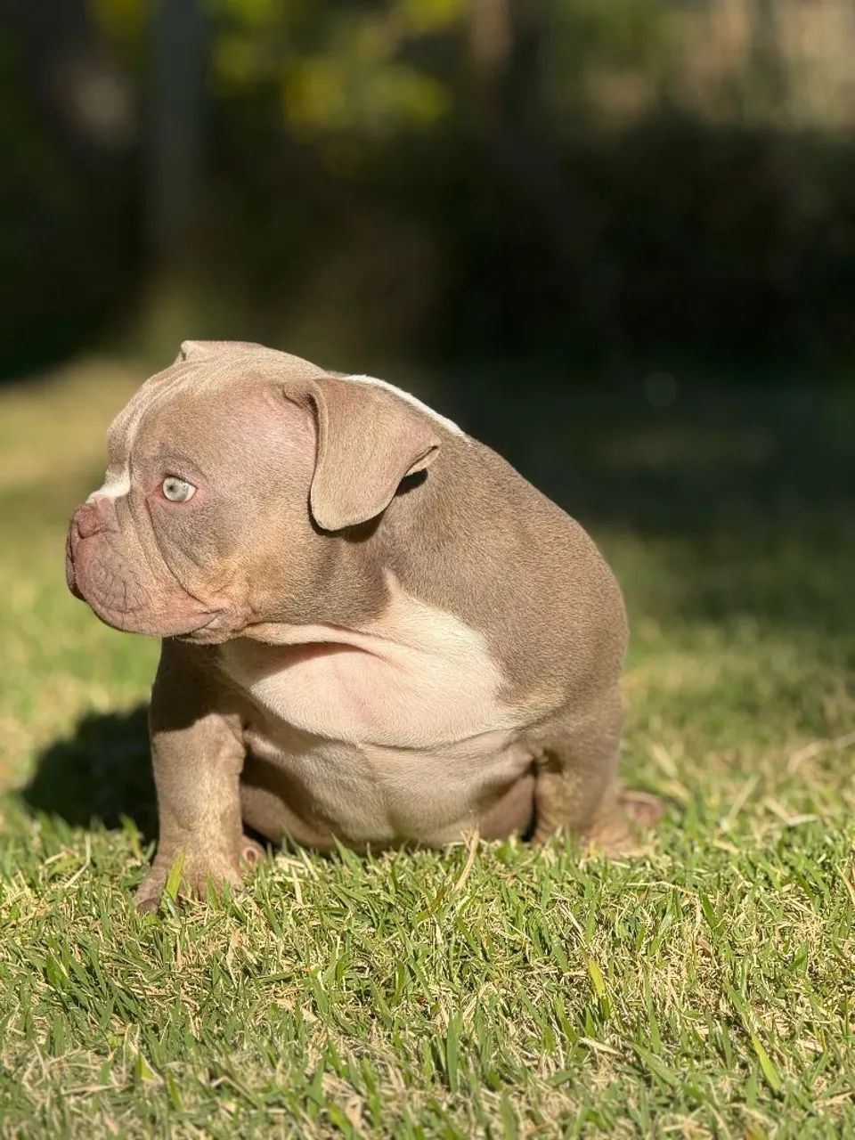 American Bully  - Foto 2