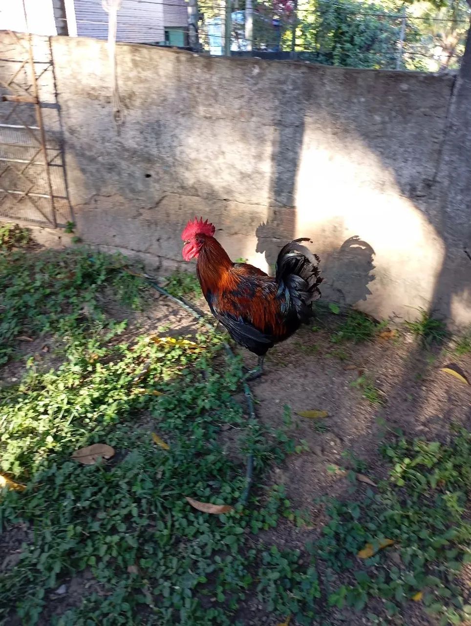 Galo GSB pra vender rápido no preço bom 