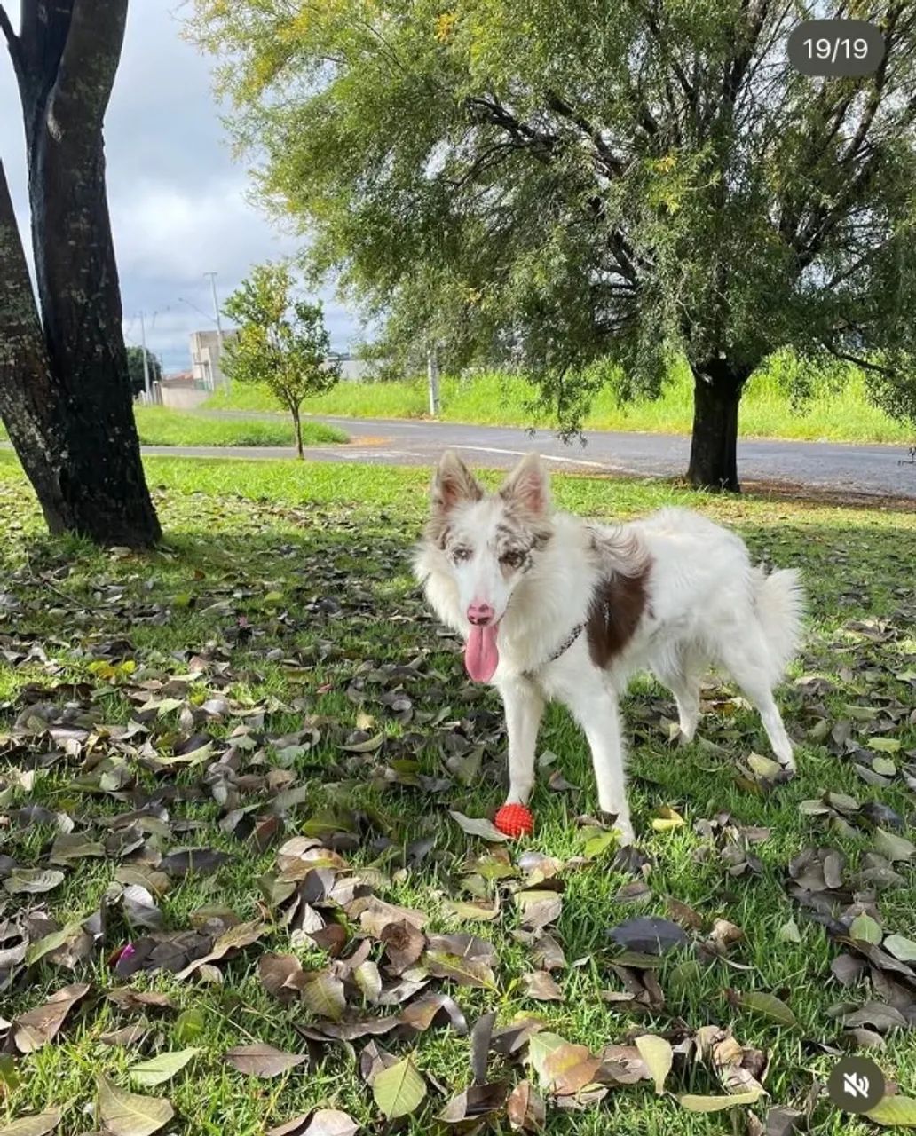 Vendo Boder Collie