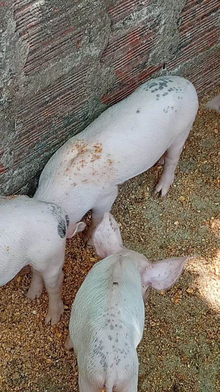 Leitões Pietra  - Foto 3