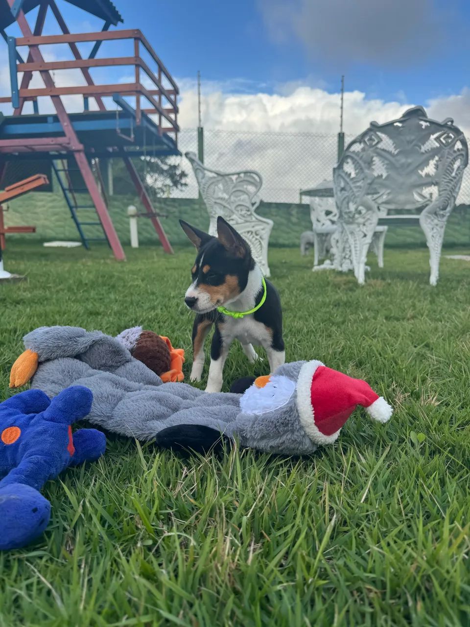Basenji  - Foto 2