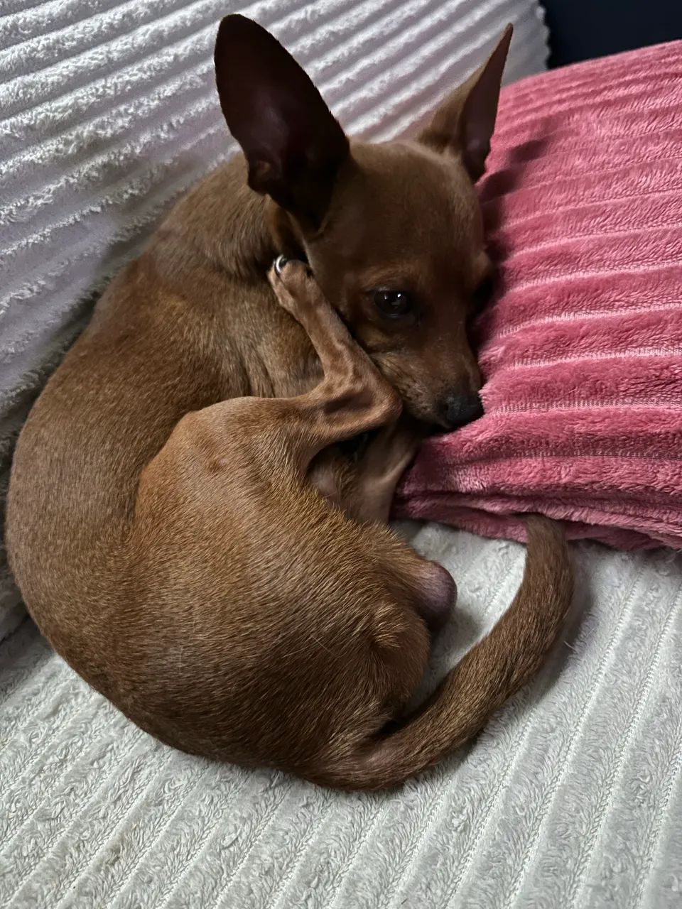 Cachorro - Foto 4